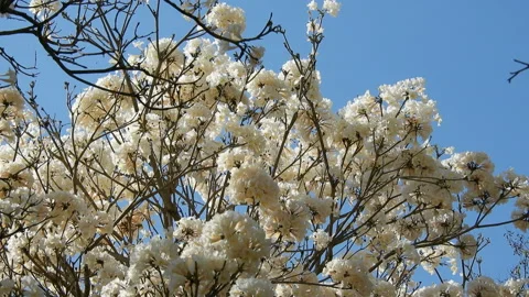 Ipes white tree flowering grove 스톡 동영상 138675475