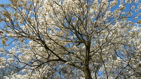 Ipes white tree flowering grove with selective focus Stock Footage 144859587