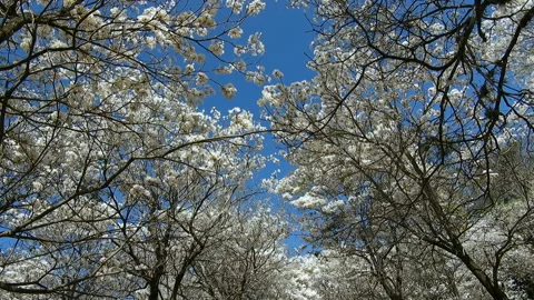 Ipes white tree flowering grove with selective focus Stock Footage 147065720