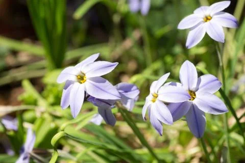 Ipheion uniflorum Stock Photos