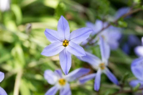 Ipheion uniflorum Stock Photos