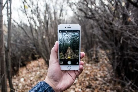 Iphone tree nature forest grass Foto stock