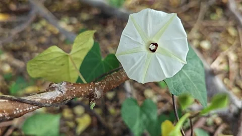 Ipomoea alba flower  스톡 동영상 277963644