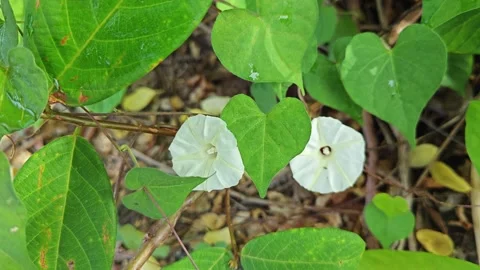 Ipomoea alba flower  스톡 동영상 277963661