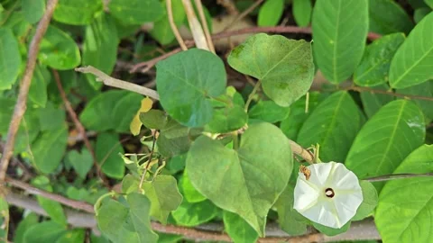Ipomoea alba flower  스톡 동영상 277963674