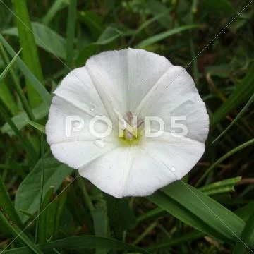 Ipomoea alba Stock Photos