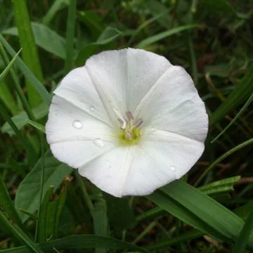 Ipomoea alba Stock Photos