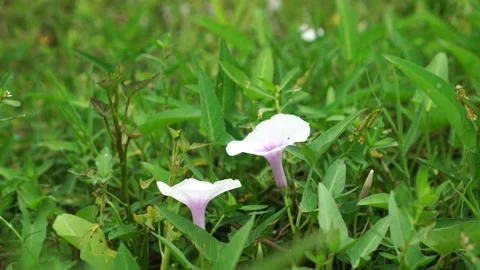 Ipomoea Aquatica Flower Dance Stock Footage 273460257