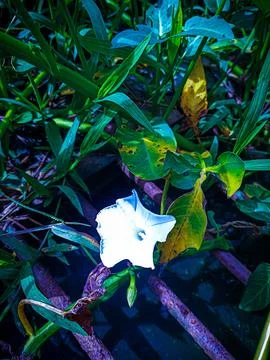 Ipomoea aquatica Stock Photos