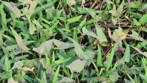 Ipomoea aquatica plants. Vidéo 340176605