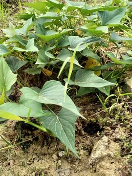 Ipomoea batatas which Stock Photos