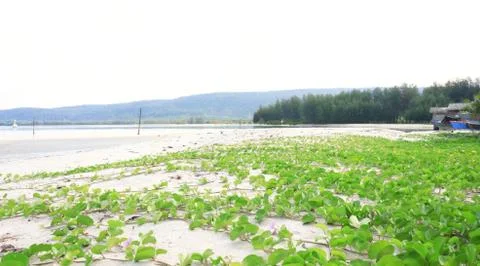 Ipomoea on the beach Stock Photos