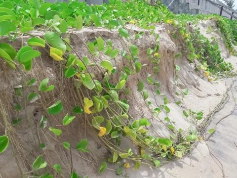 Ipomoea on the beach. Stock Photos