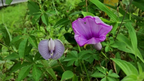Ipomoea cairica. Stock Footage 171495085