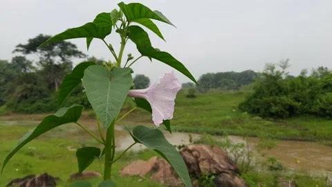 Ipomoea carnea flower. Stock Footage 150089170