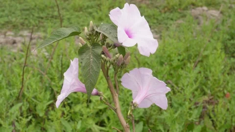 Ipomoea carnea flower Stock Footage 304057737