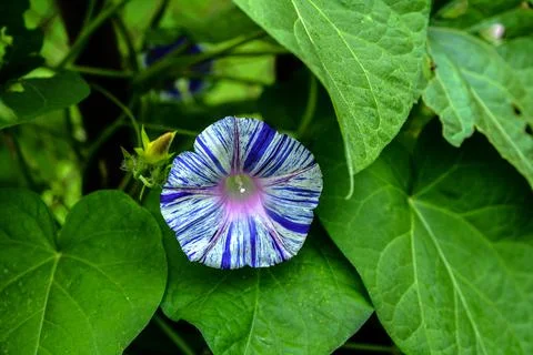 Ipomoea flower close up. Stock Photos