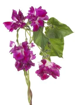 Ipomoea flower isolated Stock Photos