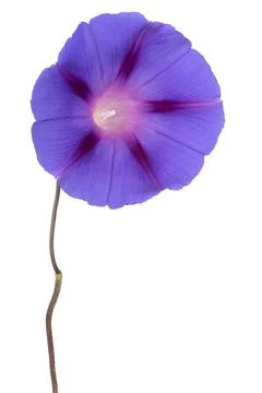 Ipomoea flower isolated Foto stock