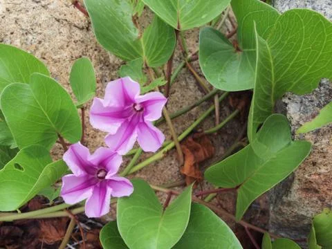 Ipomoea flower Stock Photos