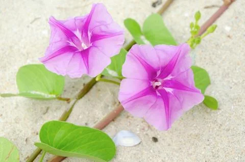 Ipomoea flowers. Stock Photos