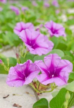 Ipomoea flowers. Stock Photos