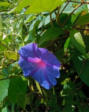 Ipomoea indica Stock Photos