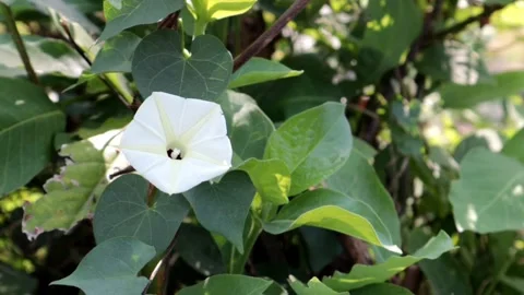 Ipomoea obscura 動画素材 218552135