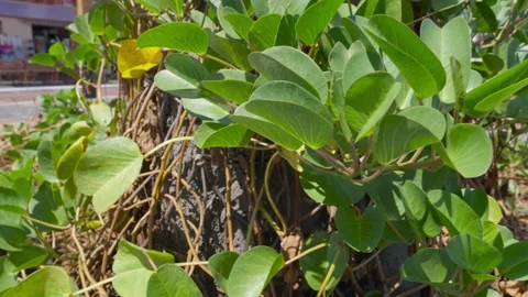 Ipomoea pes caprae, bayhops beach morning glory, pantropical creeping vine 库存影片 310191297