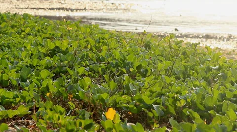 Ipomoea pes caprae on Beach Stock Footage 37244930