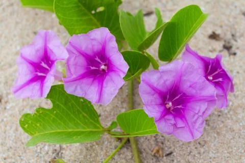 Ipomoea pes-caprae on the beach Stock Photos