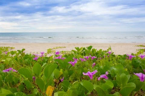 Ipomoea pes-caprae on the beach Stock Photos