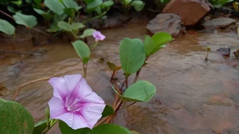 Ipomoea pes-caprae flower vibrations Stock Footage 157826700