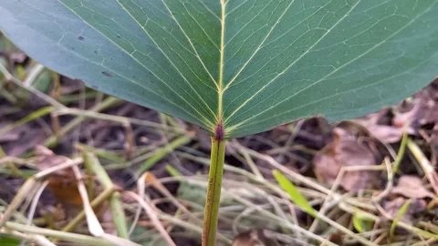 Ipomoea pes-caprae leaf vibration Stock Footage 157763594