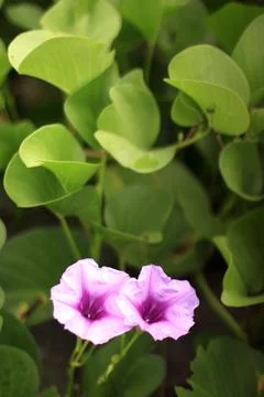 Ipomoea pes-caprae Stock Photos