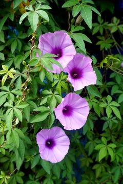 Ipomoea pes-caprae Stock Photos
