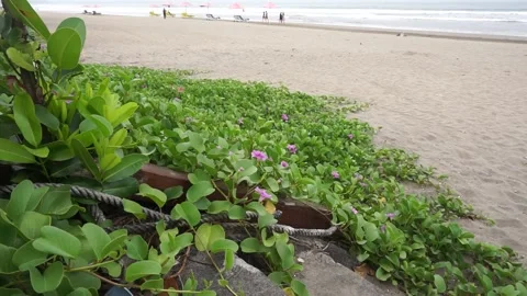Ipomoea pes-caprae is a prostrate annual plant, often found along the coast. 動画素材 198678631