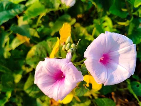 Ipomoea Stock Photos