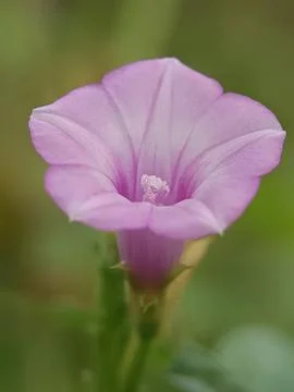 Ipomoea Stock Photos