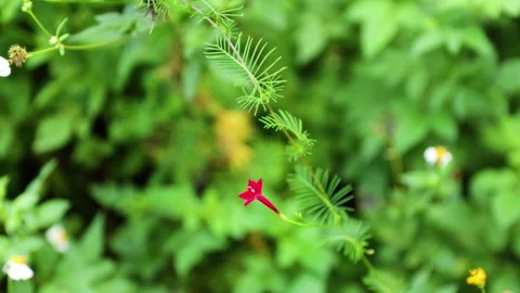 Ipomoea quamoclit plant Stock Footage 337832774
