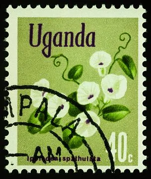 Ipomoea spathulata flowers on postage stamp Stock Photos