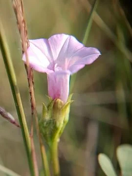 Ipomoea triloba Stock Photos