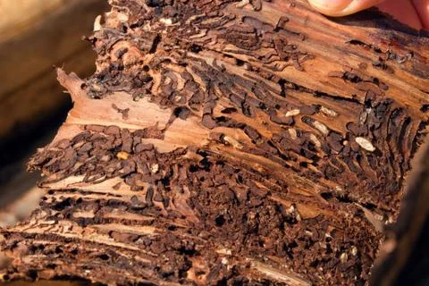 Ips typographus on spruce bark. Stock Photos