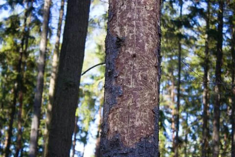 Ips typographus on spruce bark. Stock Photos