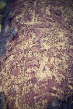 Ips typographus on spruce bark. Stock Photos