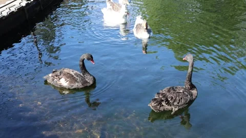 IQ4A0404 스톡 동영상 254473480