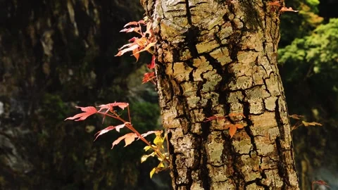 Iquidambar formosana seedlings on the old tree sway in the wind Closeup Stock Footage 307196282
