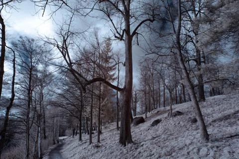 IR Forest Stock Photos