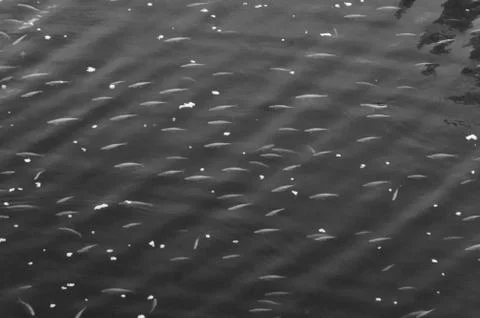 IR landscape Stock Photos