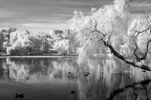 IR landscape Stock Photos